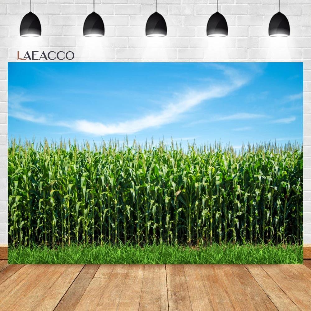 Laeacco ð    ̷ ,   ۹ , ڿ ǳ  